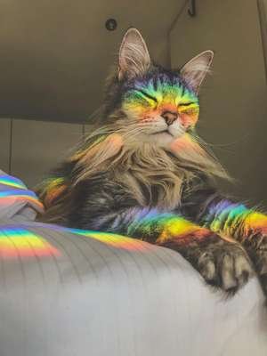 compressed-rainbow cat.jpeg