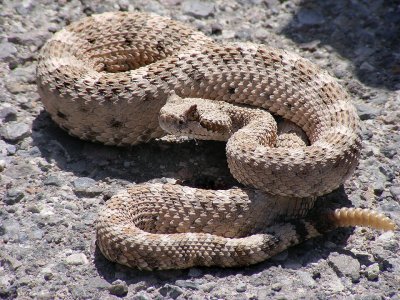 960px-Crotalus_cerastes_mesquite_springs_CA-2.jpg