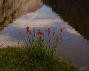 compressed-flowers road.jpeg