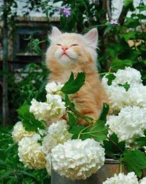 compressed-flower cat.jpeg