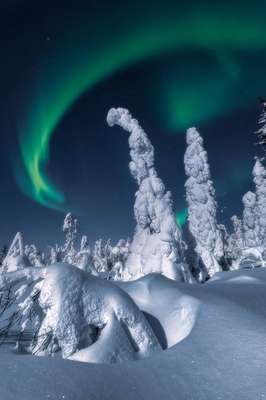 compressed-snowy trees.jpeg
