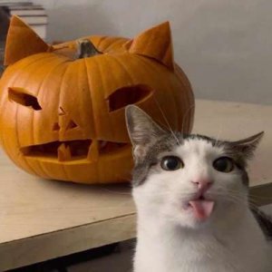 compressed-cat halloween.jpeg