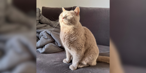 zen cat.png