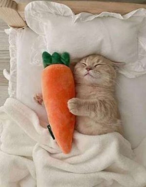 compressed-carrot cat.jpeg