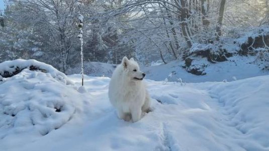 compressed-white dog.jpeg