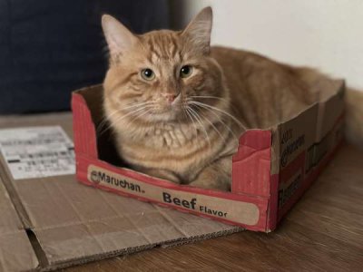 compressed-cat.jpeg
