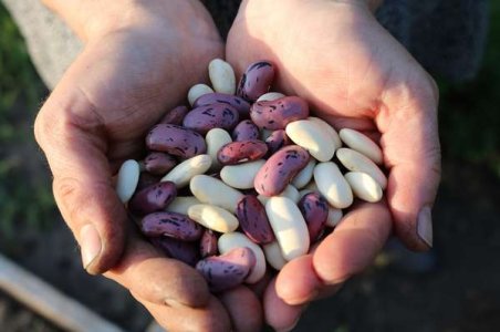 compressed-runner-beans-1835646_1280.jpeg