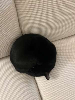 compressed-black cat.jpeg