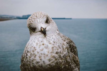 compressed-curious seagull.jpeg