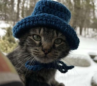 compressed-cat in a hat.jpeg