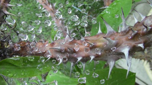 Dew Drops on Cactus.jpg