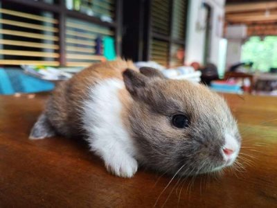 compressed-bunny.jpeg