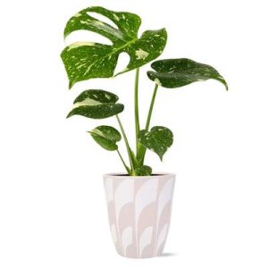 compressed-plant.jpeg