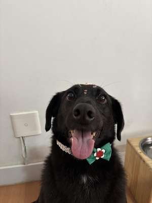 compressed-pup.jpeg