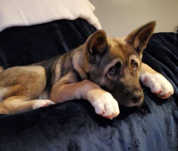 compressed-puppy eyes.jpeg