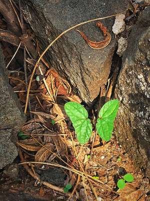 compressed-leaf.jpeg
