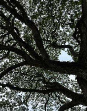 tree.jpeg