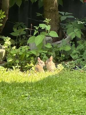 bunnies.jpeg