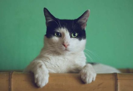 compressed-manja-vitolic-gKXKBY-C-Dk-unsplash.jpeg