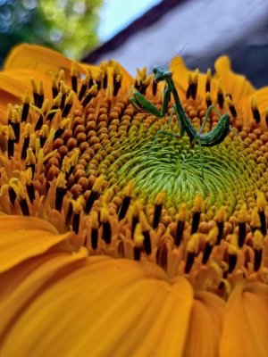 my-wife-took-this-amazing-photo-of-a-praying-mantis-in-our-v0-75nevzb42z9f1.jpeg