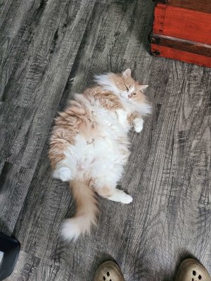 Simba Relaxing on the Floor.jpg