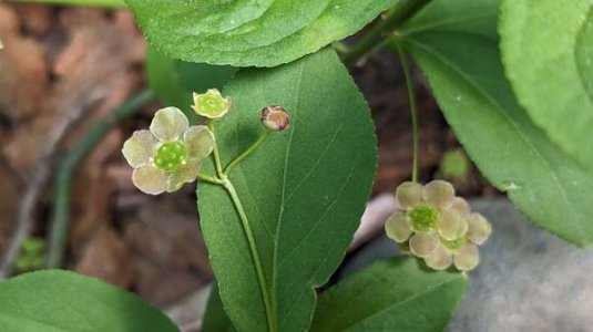 compressed-euonymus obovatus.jpeg