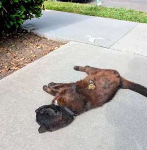 compressed-butterfly-visitor-during-his-cat-nap-v0-hi9via9xh4bf1.jpeg