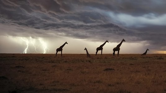 giraffe-storm-l.jpeg