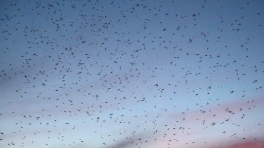 mosquitoes-swarm-sunset-087000326_prevstill.jpeg