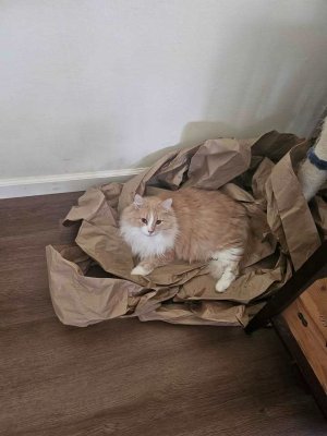 Simba on the packing paper.jpg