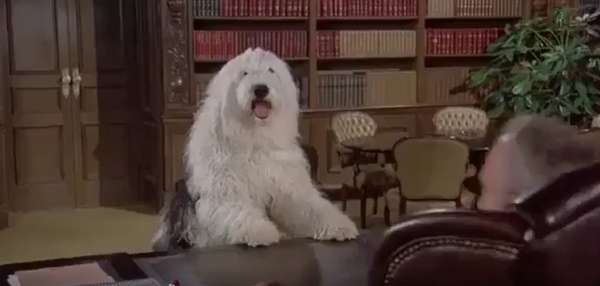compressed-The Shaggy D.A..jpeg