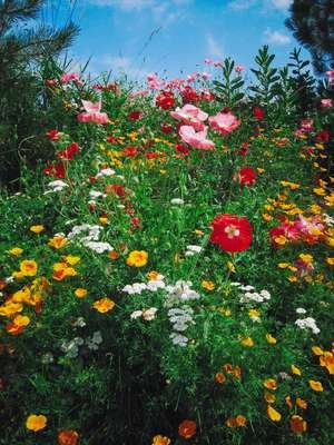 compressed-wildflowers.jpeg