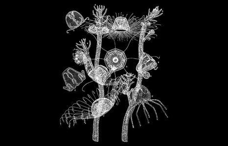 turritopsis-life-stages-illustration-two-column.jpg.thumb.1920.1920.jpg