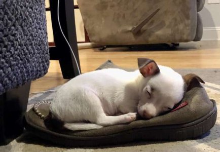 compressed-pup slipper.jpeg