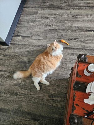 Simba and Toy.jpg