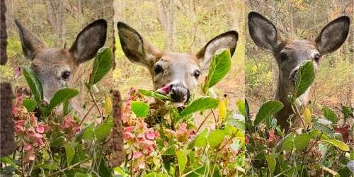 11-5 aotd.jpeg 11-5 aotd.jpeg