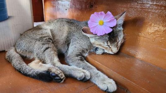 compressed-hdv107qszhzf1.jpeg compressed-hdv107qszhzf1.jpeg