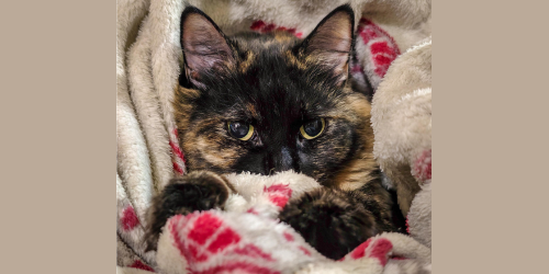 11-7 aotd.png 11-7 aotd.png