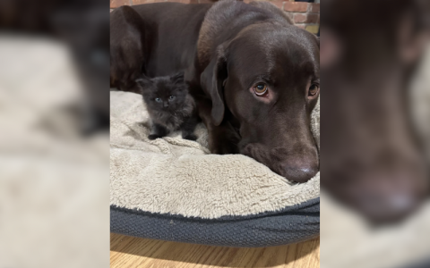 [TGV] Resized Photos.png