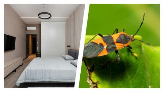 69387-11-6 witis.jpeg 69387-11-6 witis.jpeg