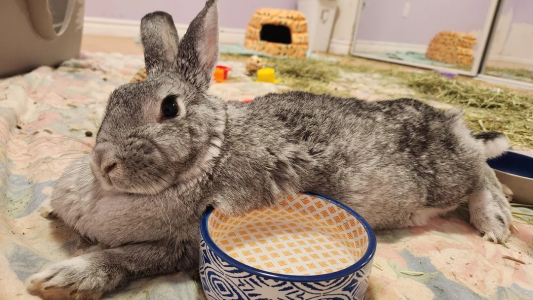 image (185).png image (185).png