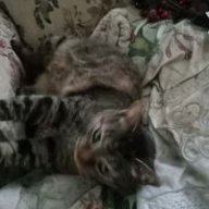 debrafisher353