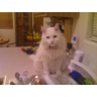 Stressedkat