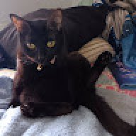 babykitty