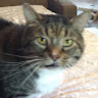Catmom979-