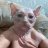 StrayKat
